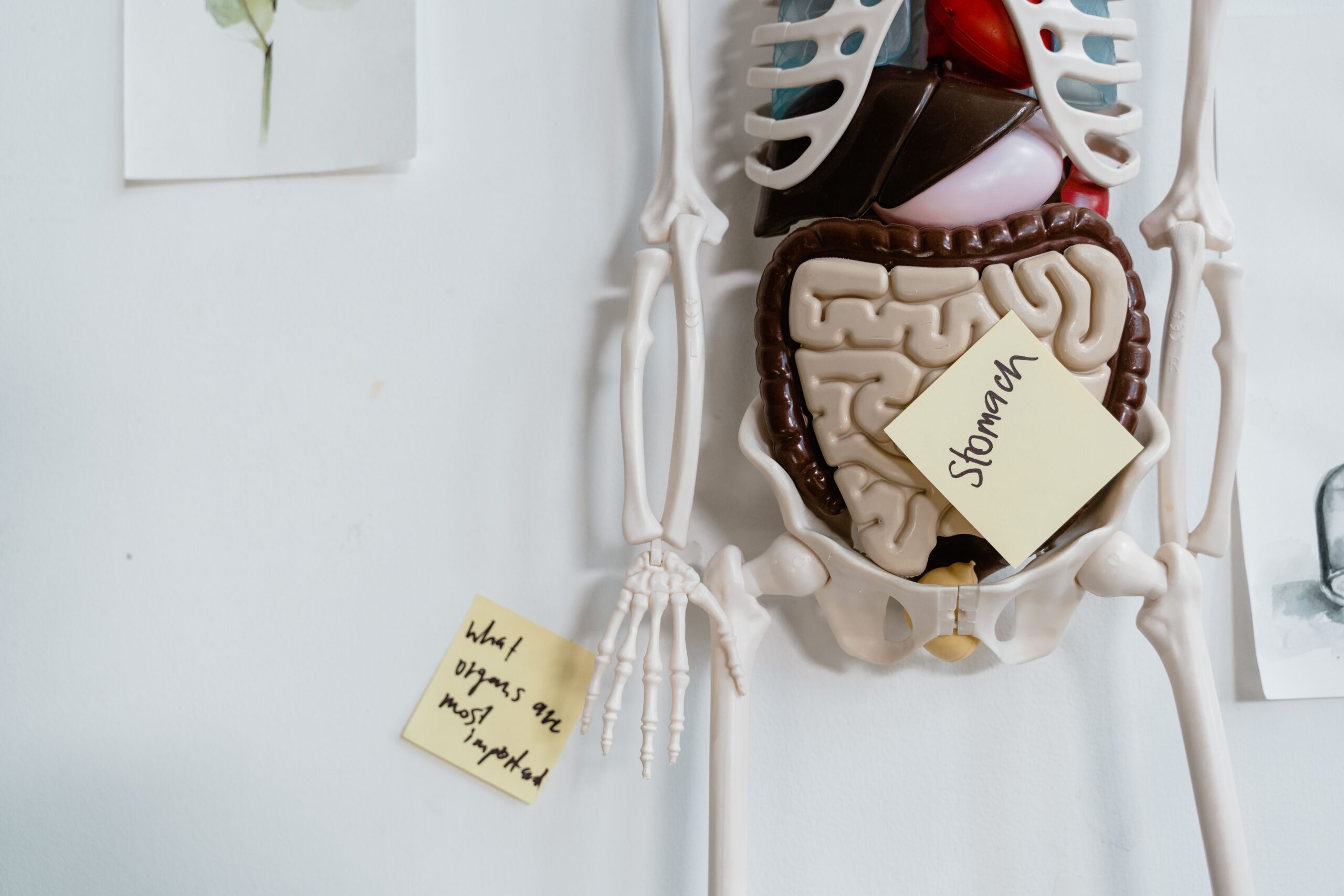 The Gut Health Blueprint: how digestion actually works, top to bottom